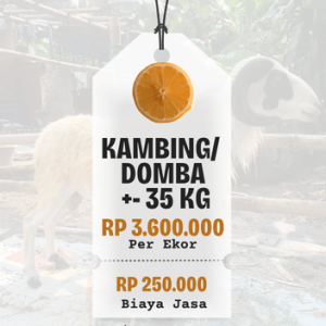 Domba/ Kambing Bobot +- 35 Kg
