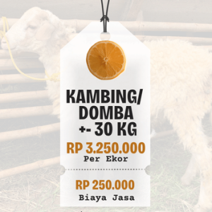 Domba/ Kambing Bobot +- 30 Kg