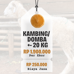 Domba/ Kambing Bobot +- 20 Kg
